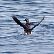Parakeet Auklet